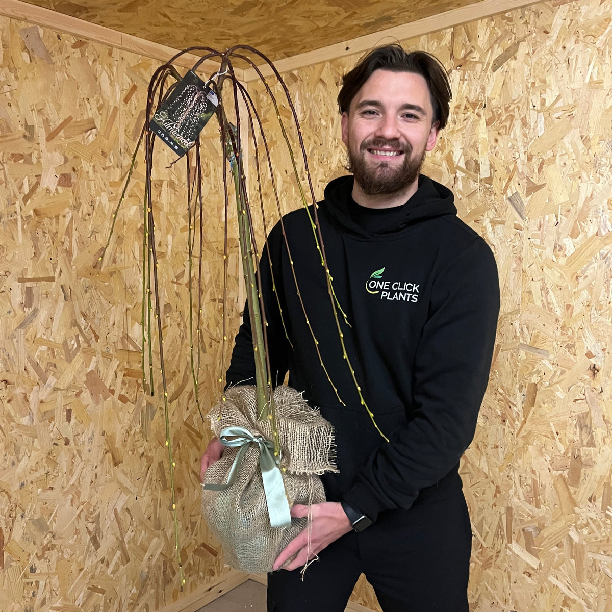 Salix &#39;Kilmarnock&#39; Weeping Willow Standard