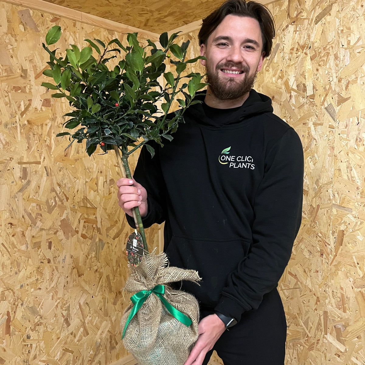 Standard Holly Tree | Ilex meserveae &#39;Blue Maid&#39; | 50-60cm, 80-90cm