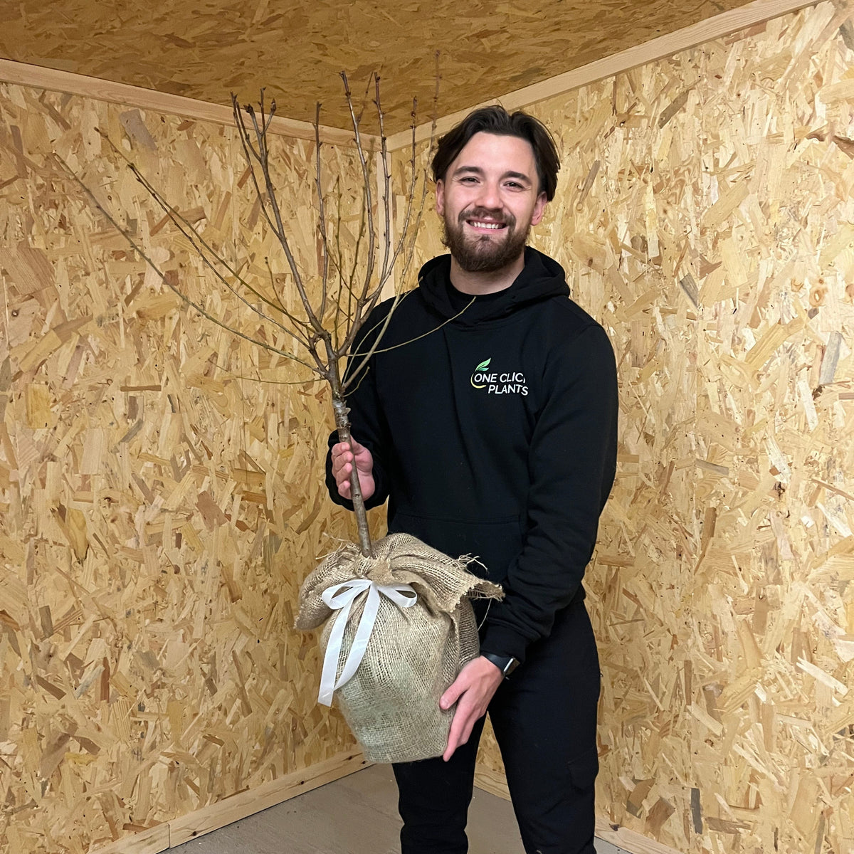 Ornamental Flowering Cherry Blossom Tree Dwarf - Prunus serrulata &#39;Kanzan&#39; (2 Sizes Available)