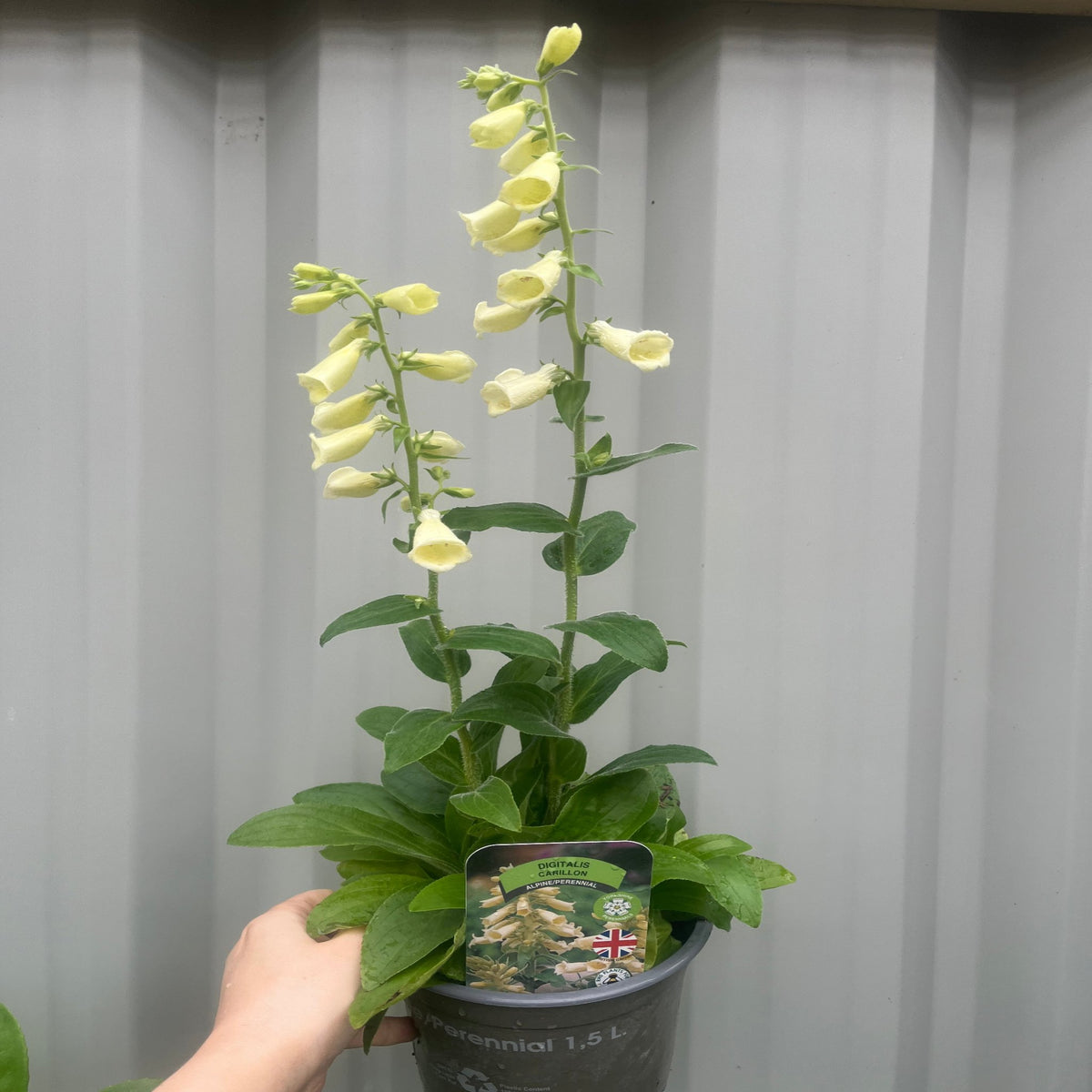 A hand holds a Digitalis grandiflora &#39;Carillon&#39; Dwarf Foxglove in a 9cm pot, showing tall stems of pale yellow, bell-shaped perennial flowers and broad green leaves, set against a light gray corrugated metal background. Perfect for cottage gardens.
