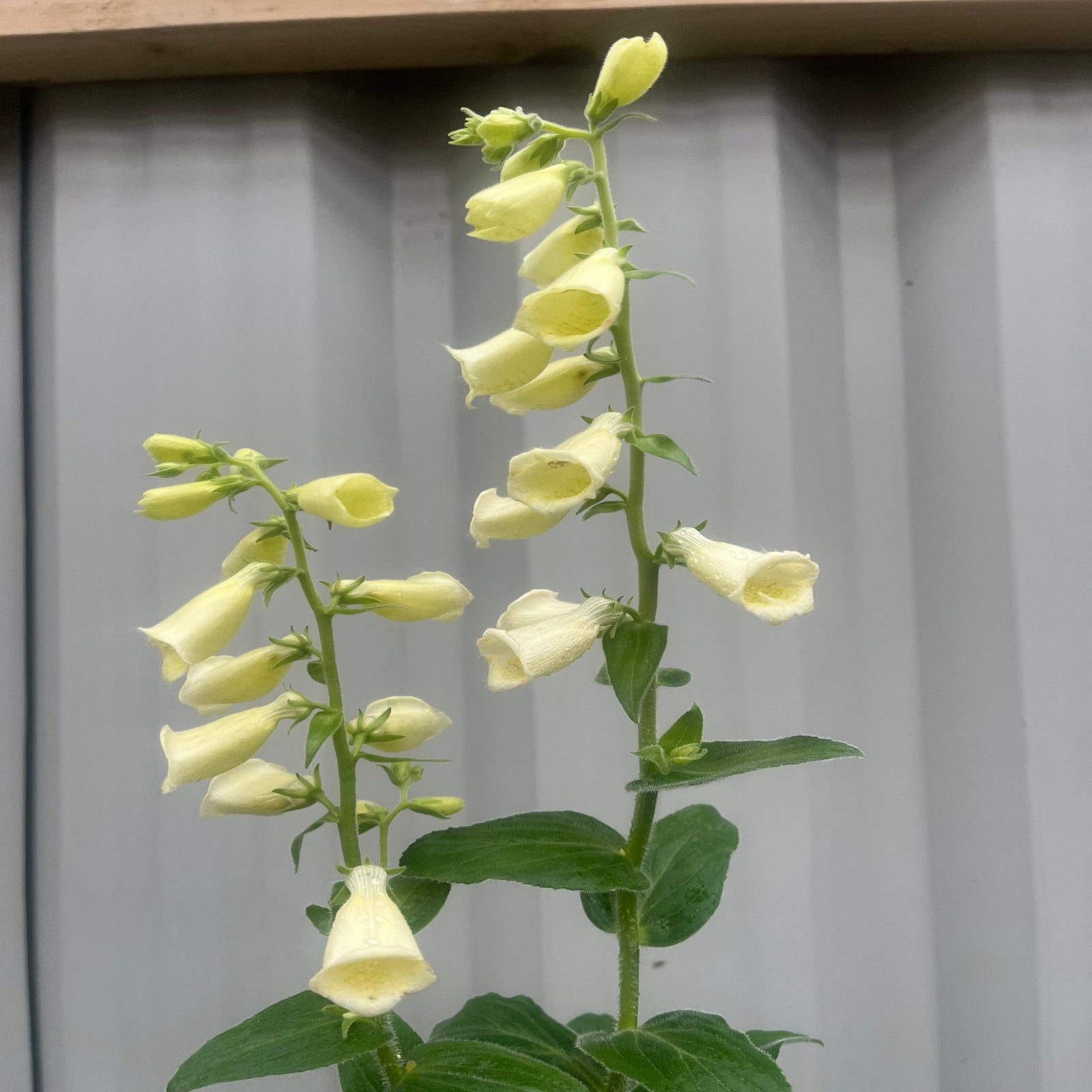 Close-up of pale yellow, bell-shaped blooms on Digitalis grandiflora 'Carillon' Dwarf Foxglove 9cm, hanging in clusters on tall stems—ideal for cottage gardens—with a softly blurred background.