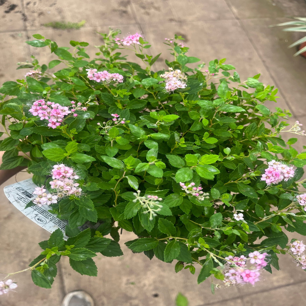 A Spiraea japonica &#39;Little Princess&#39; shrub in a 9cm/2L pot, featuring serrated green leaves and clusters of tiny pink flowers, sits above a tiled floor. Its plant tag is partially visible—this low maintenance plant suits any space.