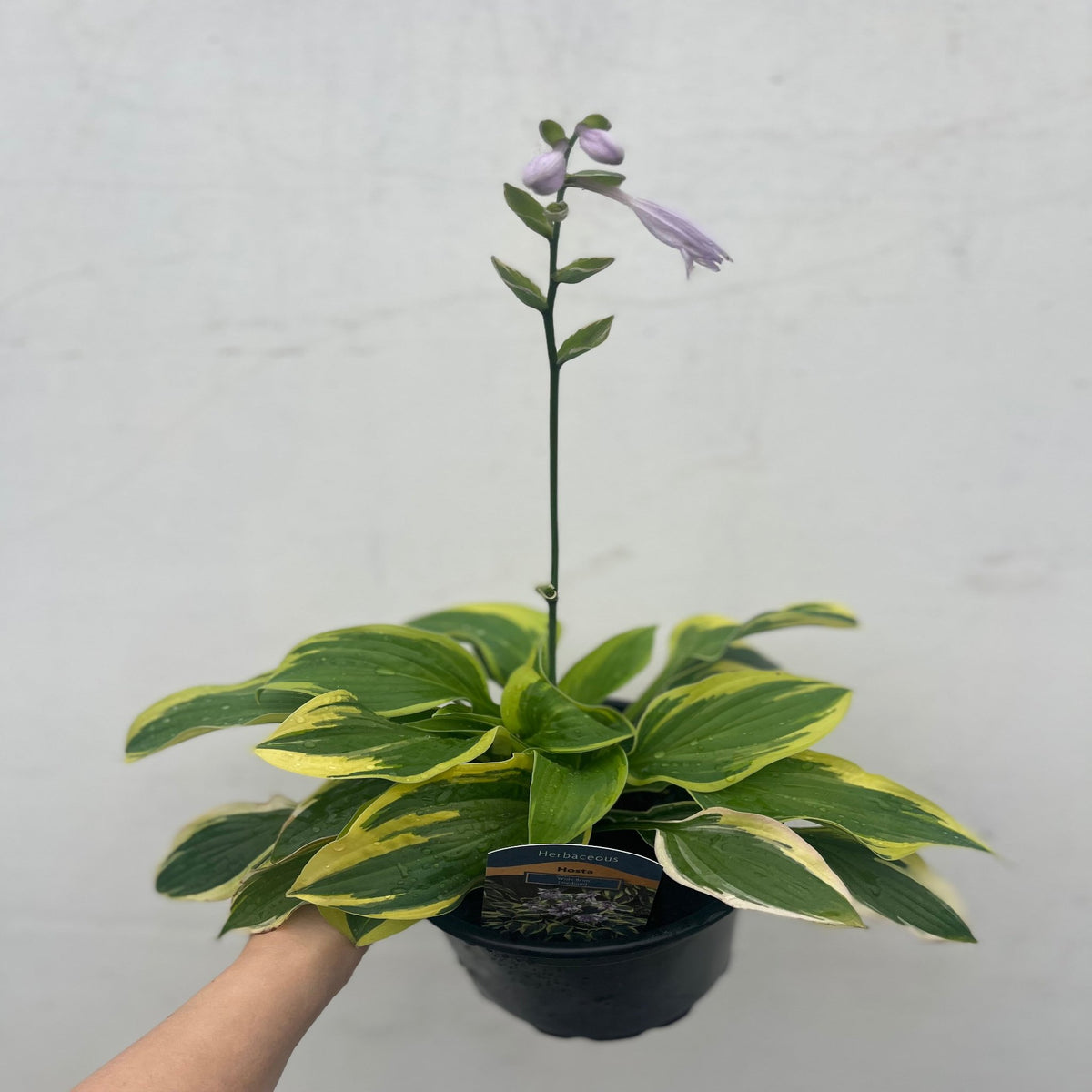 A hand holds a Hosta &#39;Wide Brim&#39; 9cm/2L, showcasing green leaves with yellow edges and pale purple flowers on tall stems—an ideal choice for any shade garden, set against a plain light background.