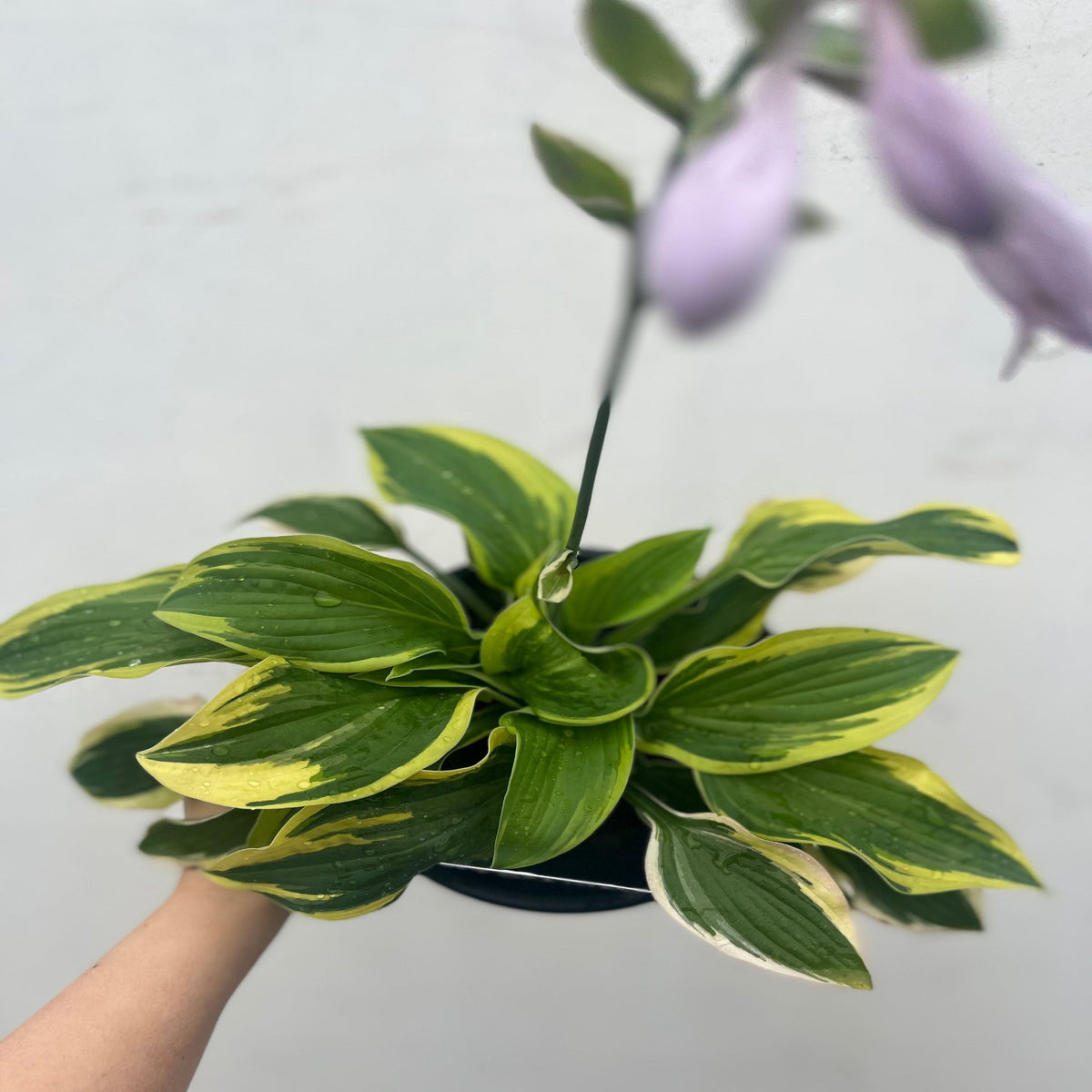 A hand holds a Hosta &#39;Wide Brim&#39; 9cm/2L, showcasing its broad green leaves with yellow edges and a tall stalk of purple flowers, all set against a plain white background.
