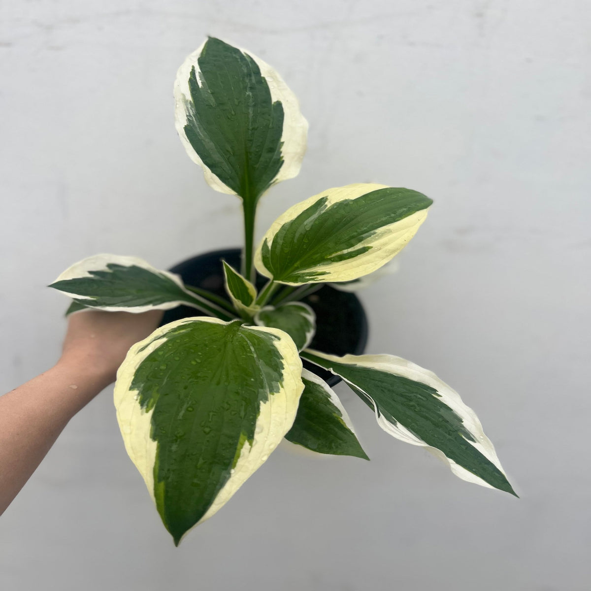 Hosta &#39;Patriot&#39; 2L