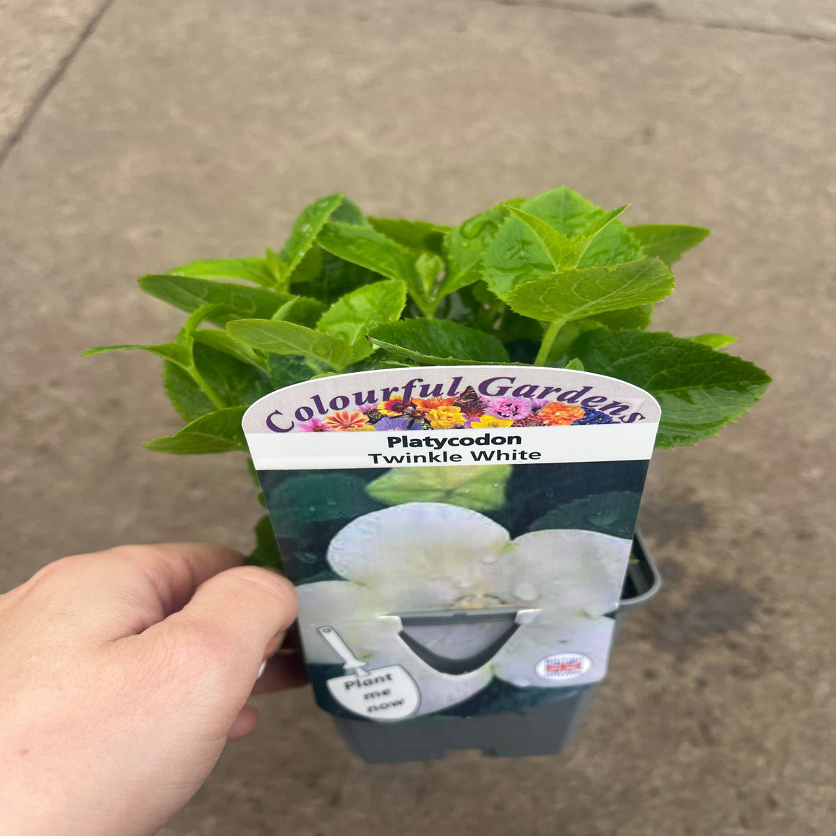 A hand holds a Platycodon White 9cm perennial plant with elegant white balloon flowers and lush green leaves, labeled Colourful Gardens, set against a concrete background.