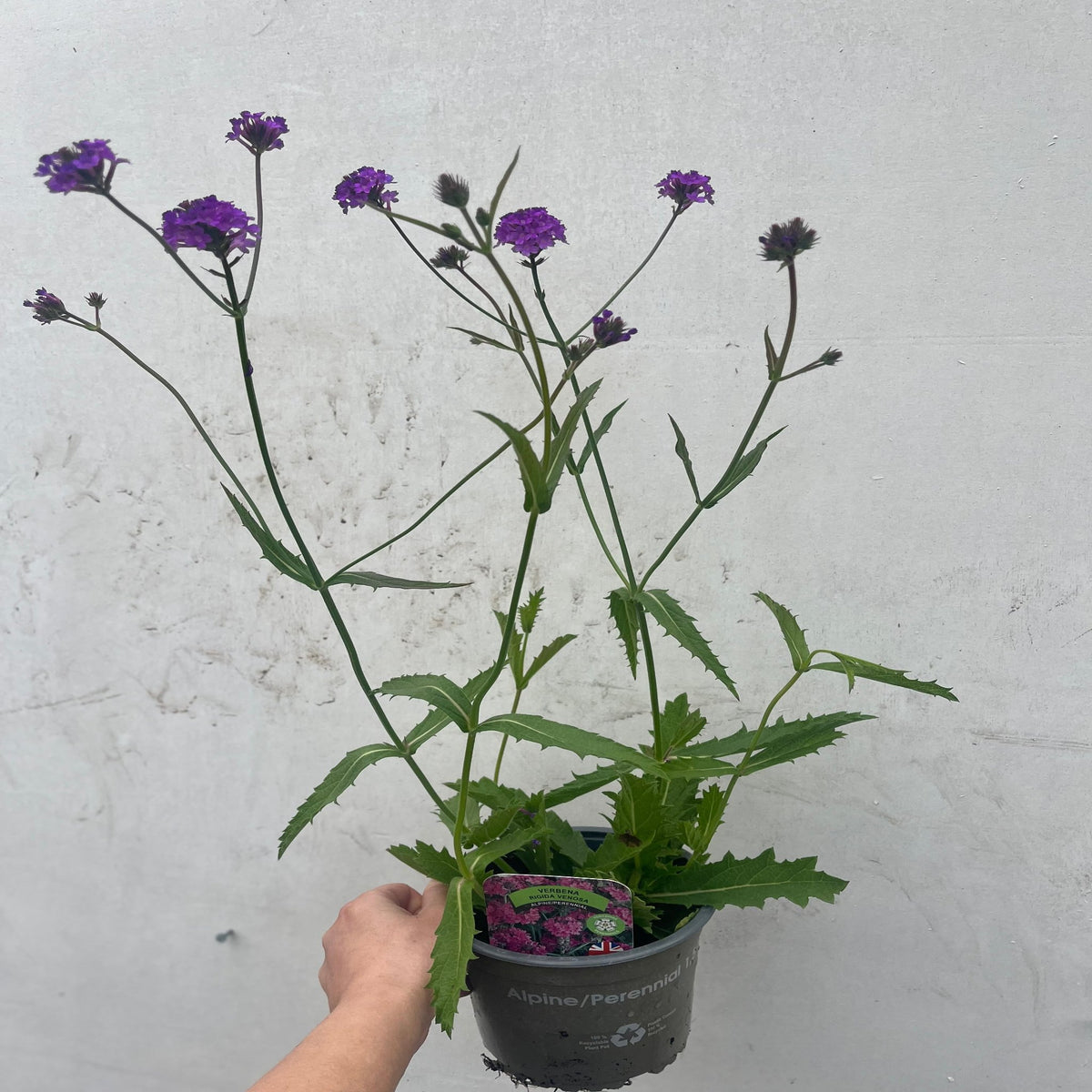 A hand holds a Verbena &#39;Rigida&#39; (9cm/1.5L/2L) in a black pot, showcasing its tall, leafy stems and small purple flower clusters, set against a plain light gray background.