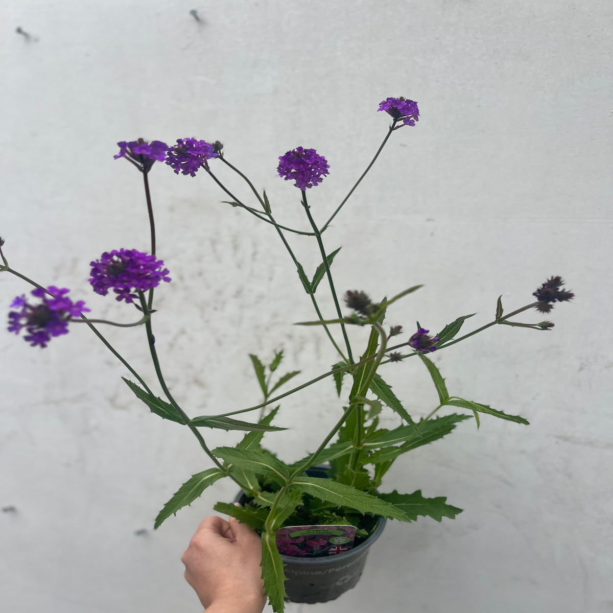 A hand holds a Verbena &#39;Rigida&#39; (9cm/1.5L/2L) potted perennial, showing its long green stems and clusters of vibrant purple flowers against a plain light gray background.