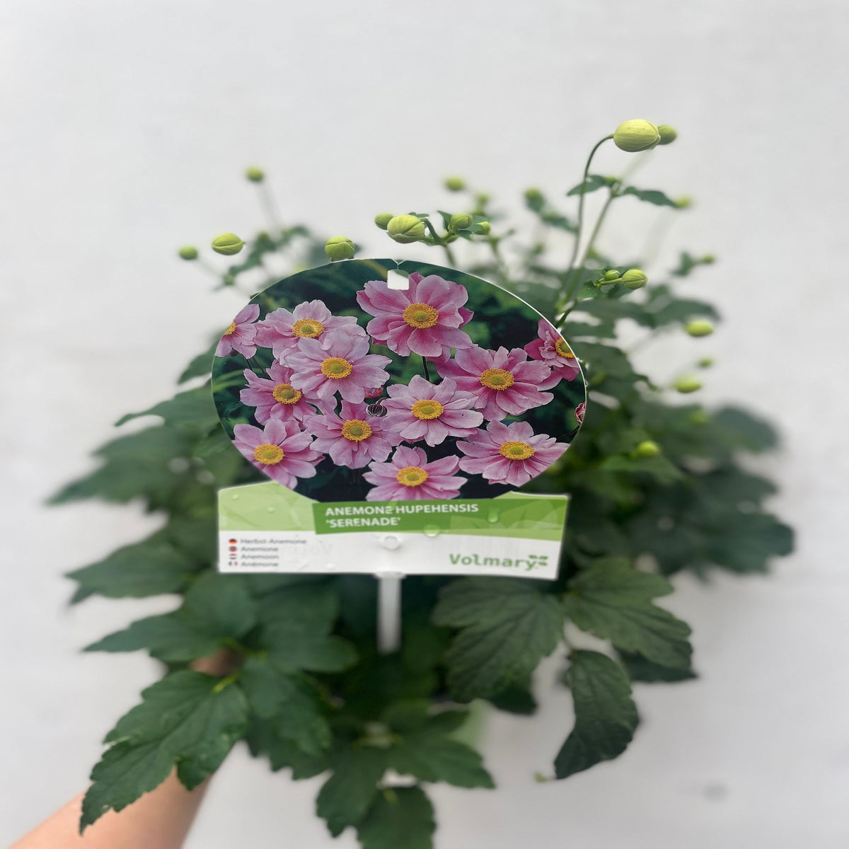 A hand holds Anemone hupehensis &#39;Serenade&#39; 2L, a perennial with green leaves and flower buds. A sign displays its pink blooms with yellow centers, set against a white background.