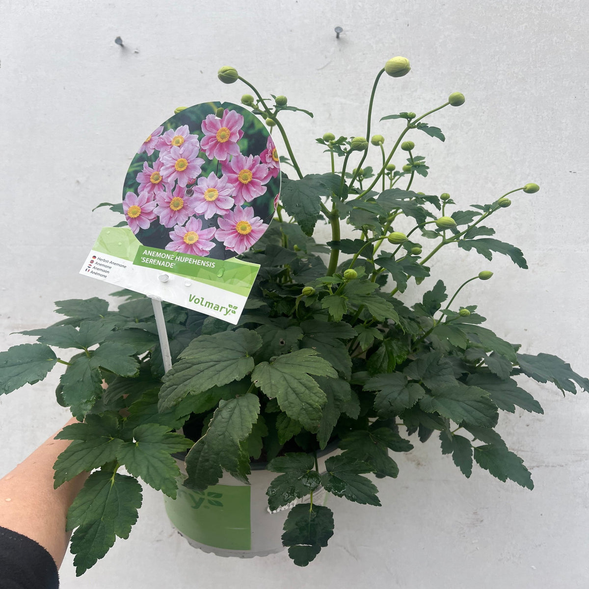 A hand holds a potted Anemone hupehensis &#39;Serenade&#39; 2L, its green leaves and buds rising above. A tag with pink blooms shows the name, while the perennial stands out against a plain light wall.