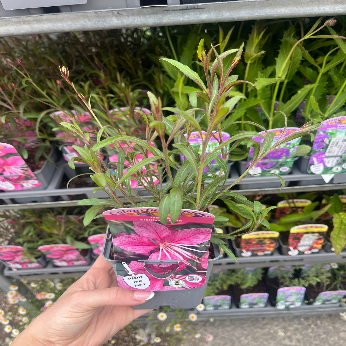 A hand holds a small pot labeled &quot;Gaura &#39;Siskiyou Pink&#39; (9cm).&quot; The plant features slender green leaves and pink blossoms, with its tag visible. Additional potted plants and flower tags are arranged on shelves in the background.