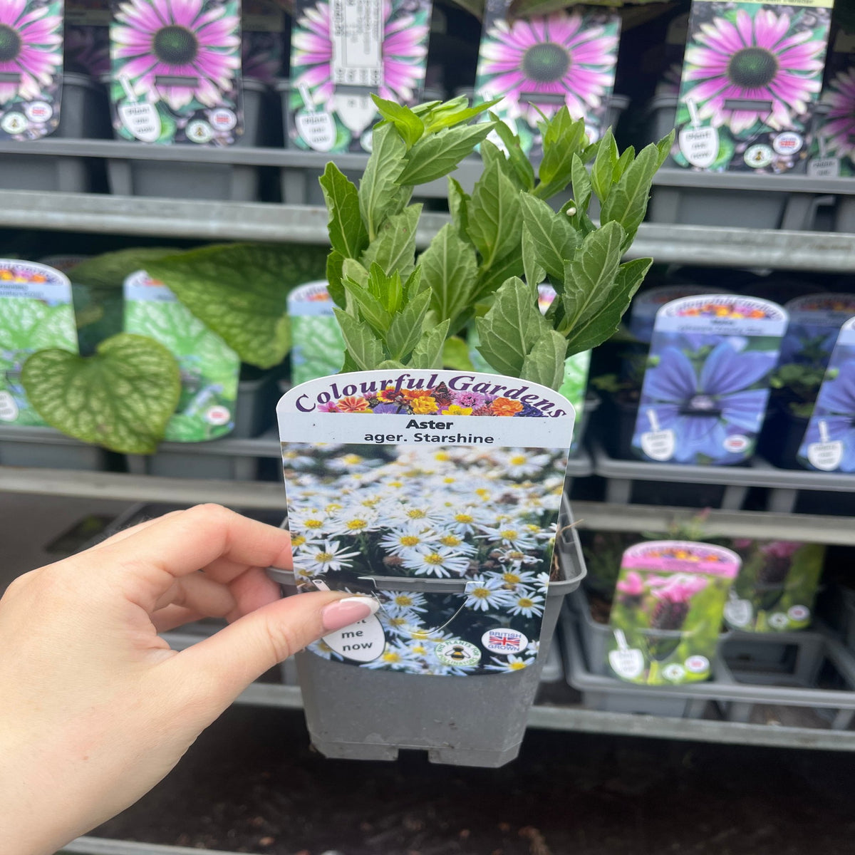 Aster ageratoides &#39;Starshine&#39; 9cm