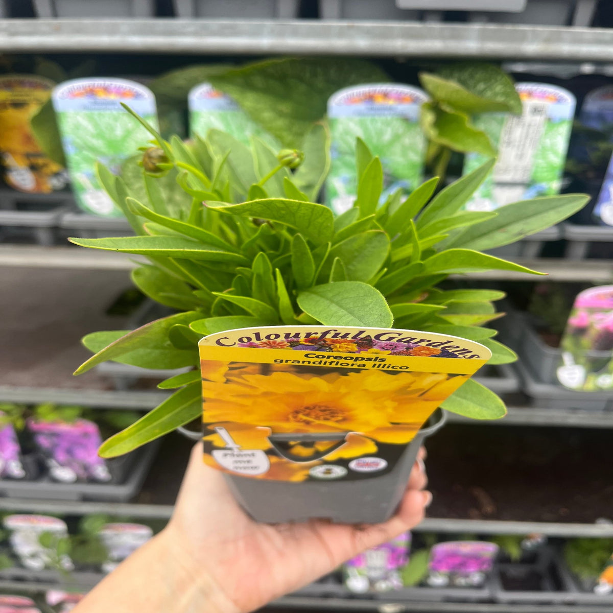 A hand holds a Coreopsis grandiflora &#39;Illico&#39; (9cm/1.5L pot), a cheerful perennial with bright green leaves, in front of a display of other pollinator-friendly plants at a garden center.