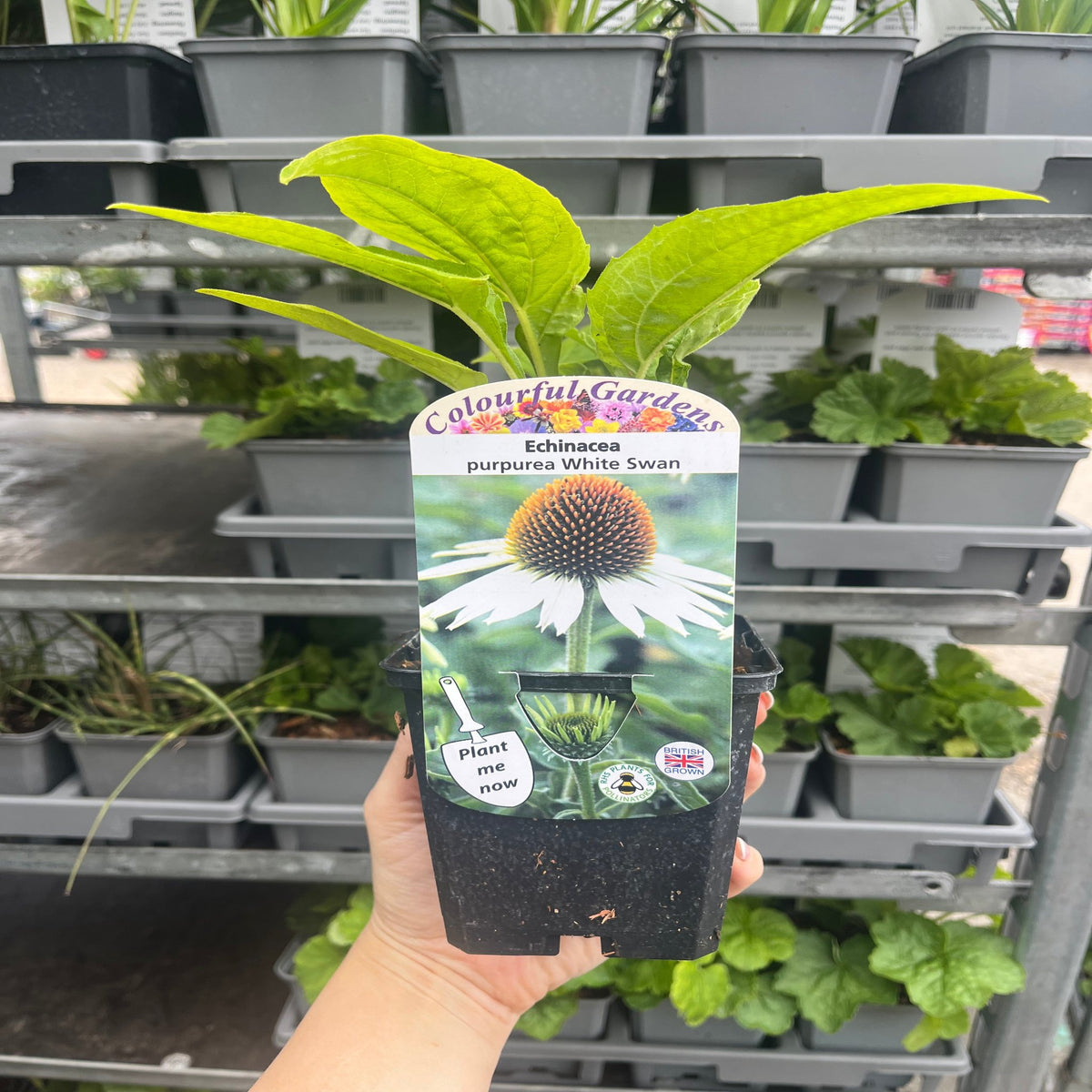 Echinacea purpurea &#39;White Swan&#39; 9cm / 2L