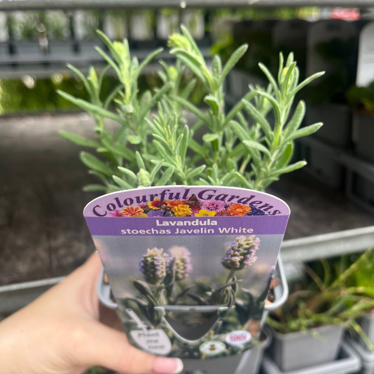 A hand holds a plant label for Lavender stoechas &#39;Javelin White&#39; 9cm/1.5L in front of a potted white lavender, a striking perennial. Blurred plants and pots appear in the background.