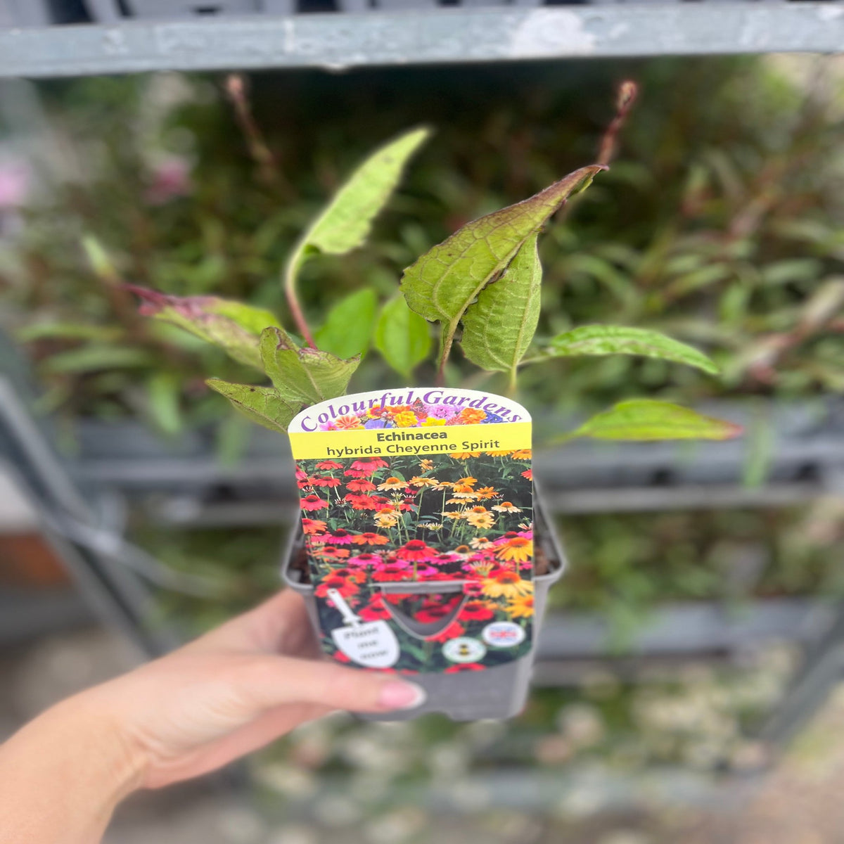 A hand holds an Echinacea purpurea &#39;Cheyenne Spirit&#39; 9cm / 2L, a pollinator-friendly perennial with vibrant orange and red blooms, shown in front of shelves with more plants—ideal for adding colour to your garden.