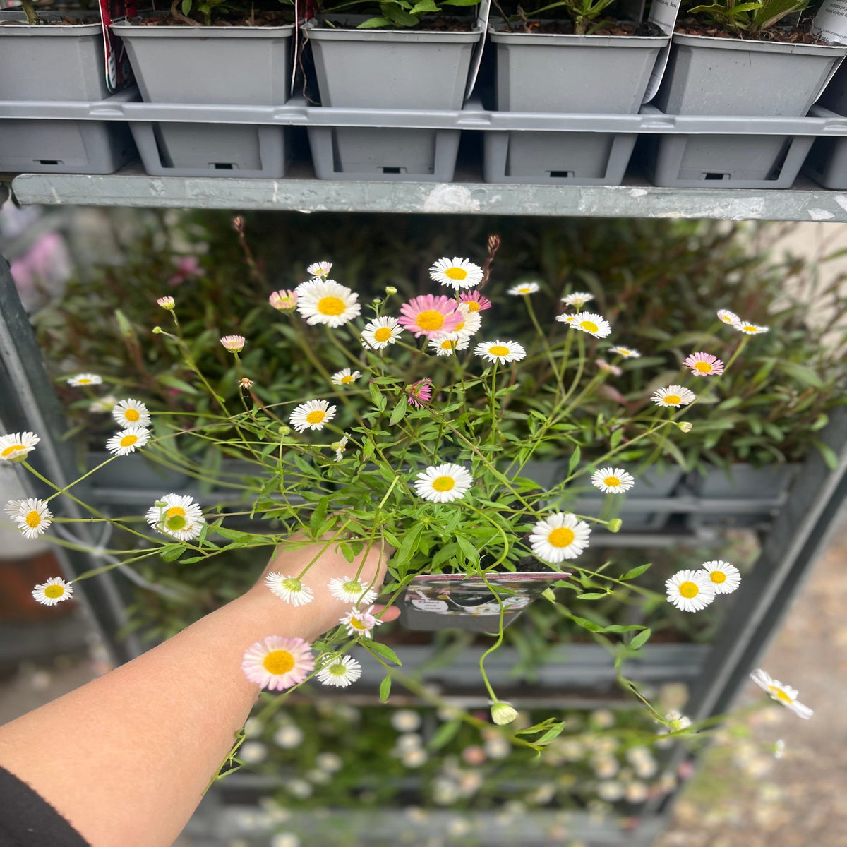 A hand reaches out to touch Erigeron karvinskianus profusion in a 9cm/2L pot, displayed on a metal plant cart among other perennials in a charming cottage garden.