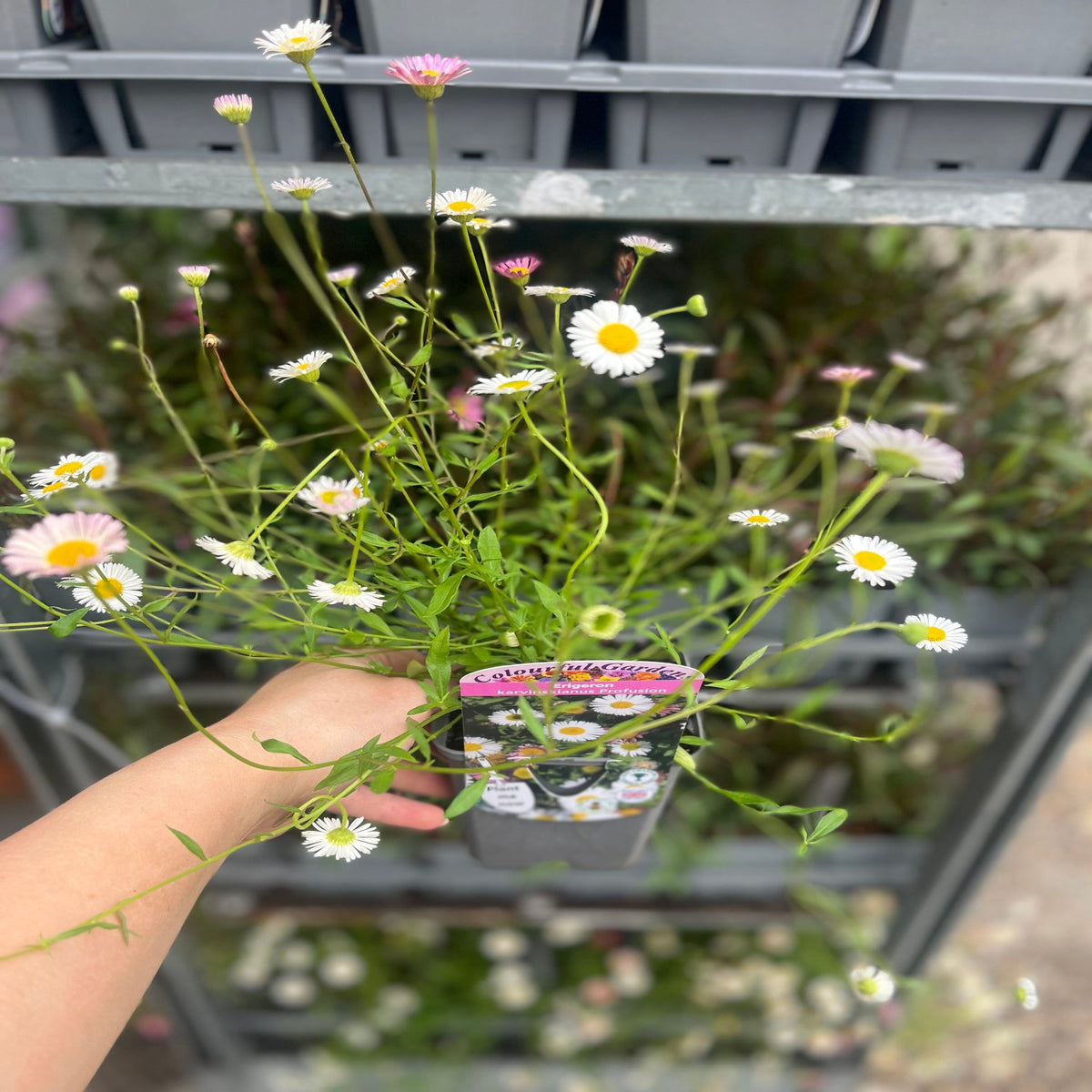A hand holds a pot of Erigeron karvinskianus Profusion 9cm/2L, displaying its small white and pink daisy-like flowers in front of a metal shelf with other perennial plants. A plant tag is visible in the pot.