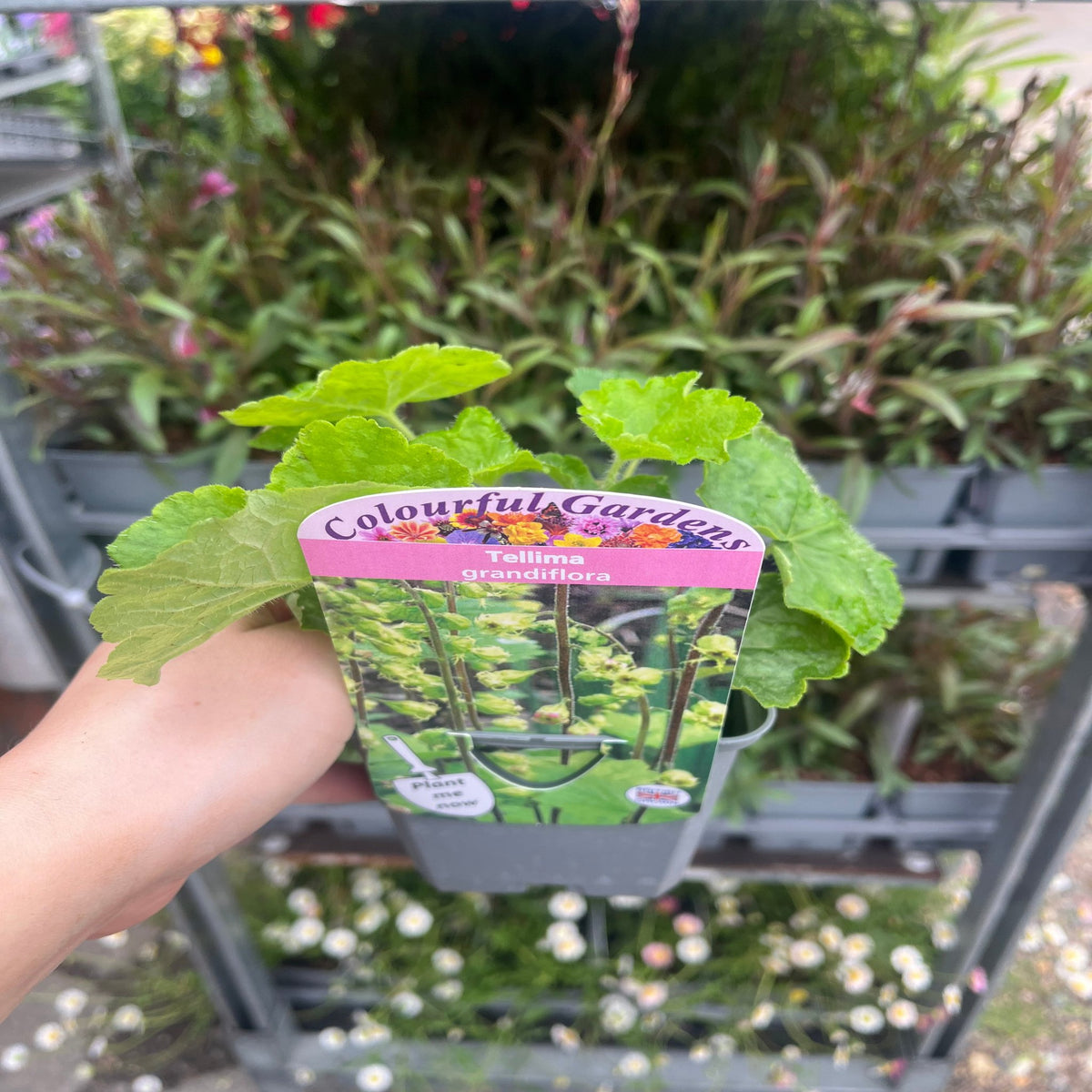 A hand holds a Tellima grandiflora 9cm, a perennial ground cover perfect for woodland gardens, with a Colourful Gardens label in front of shelves featuring a variety of other plants at a garden center.