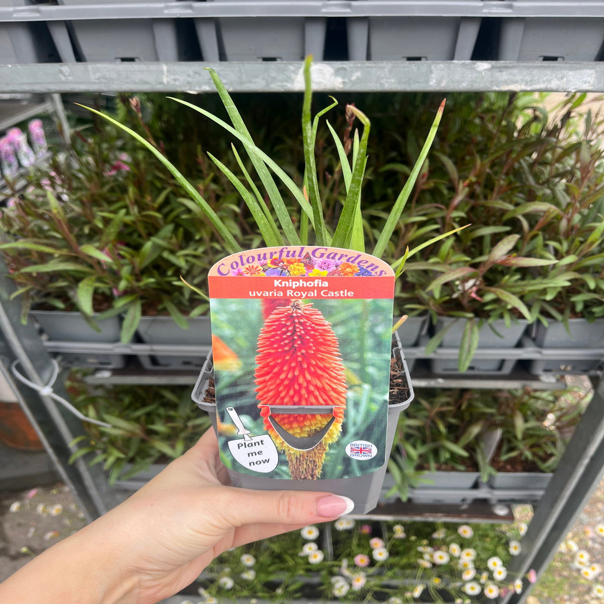 Kniphofia &#39;Royal Castle&#39; (Red Hot Poker) 9cm/2L