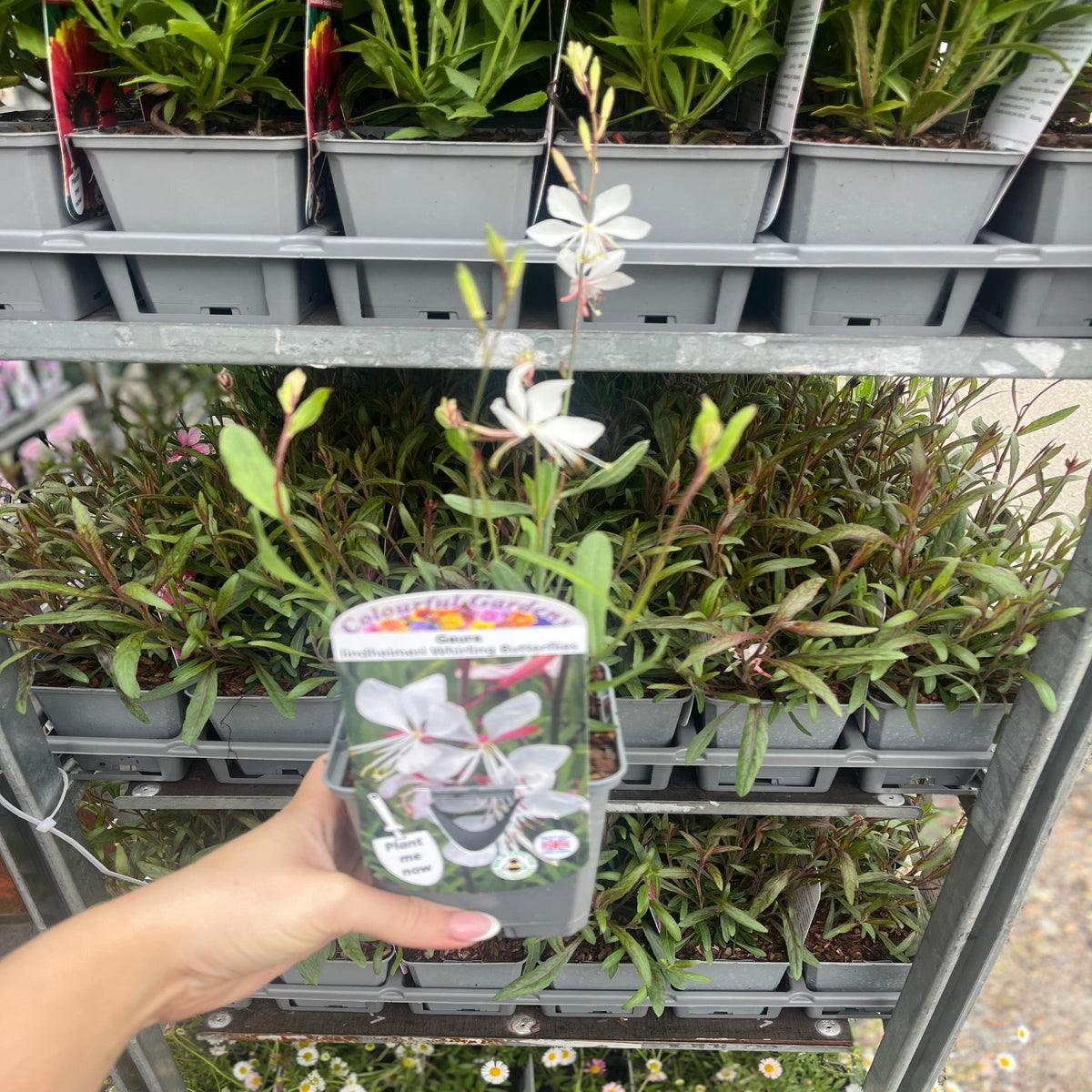 Gaura &#39;Whirling Butterflies&#39; 9cm/2L