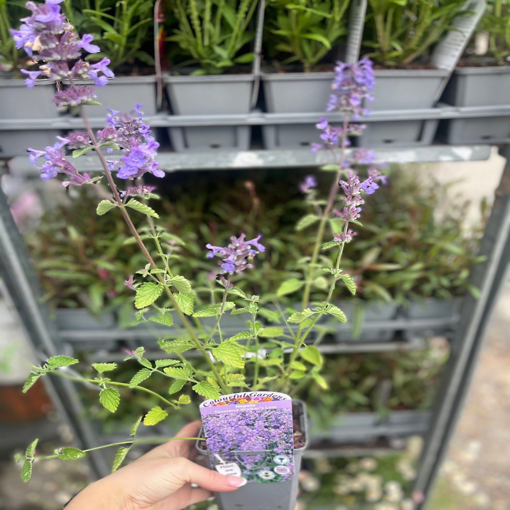 Nepeta 'Walker’s Low' 9cm/2L