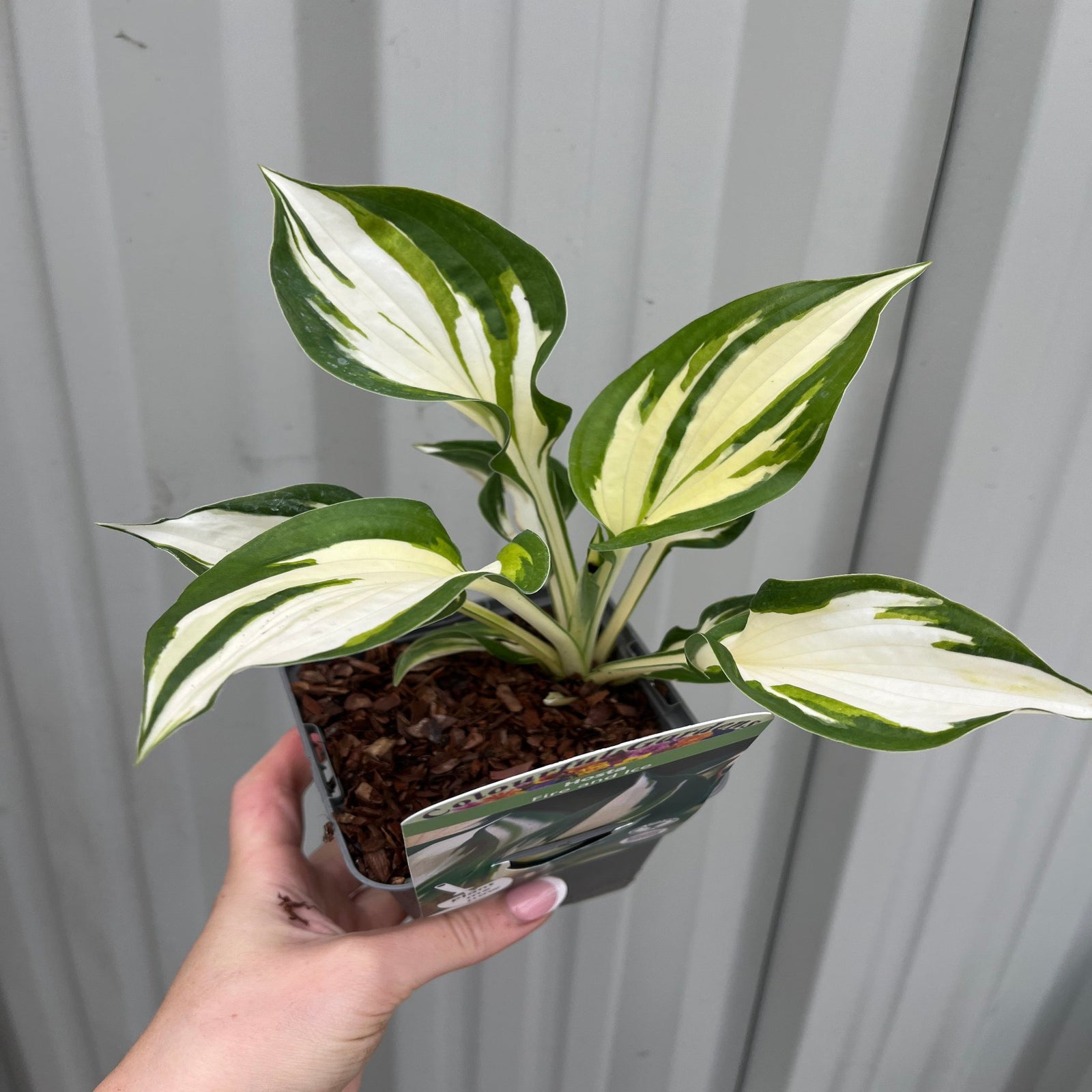 Hosta 'Fire and Ice' 9cm is a striking perennial shade plant with large, pointed leaves featuring bold green edges and creamy white centers, perfect for adding contrast to garden beds with rich soil and lush greenery.