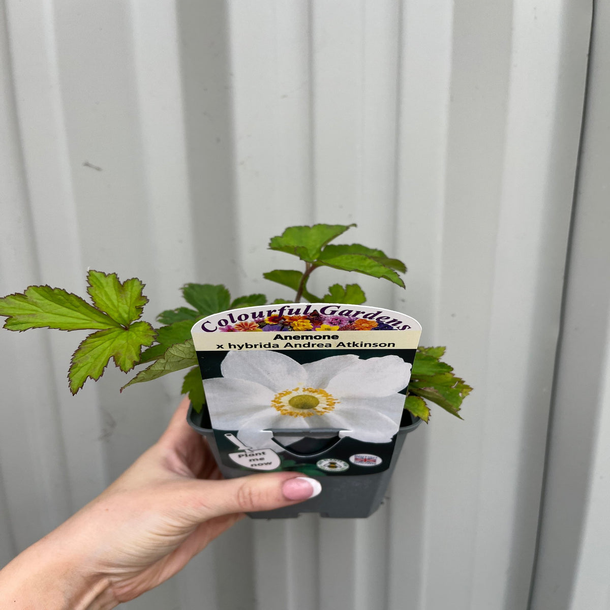 Anemone hupehensis &#39;Andrea Atkinson&#39; 9cm/ 3L