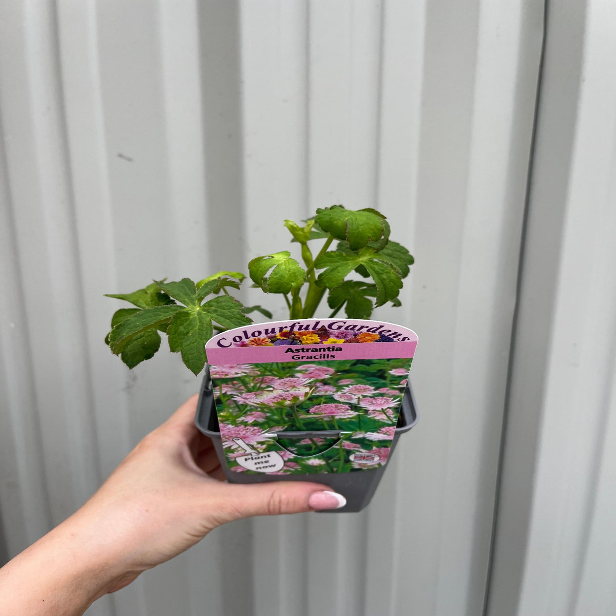 A hand holds an Astrantia Gracilis 9cm potted plant with a colorful label featuring pink flowers, set against vertical white metal panels.