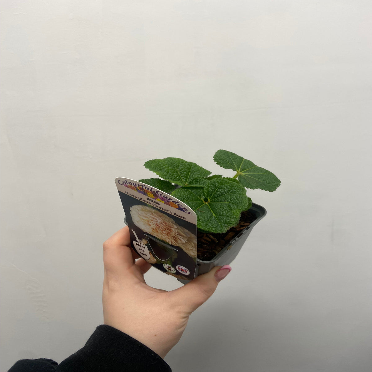 Hollyhock (Alcea) plena &#39;Chater&#39;s Rose&#39; 9cm/1.5L