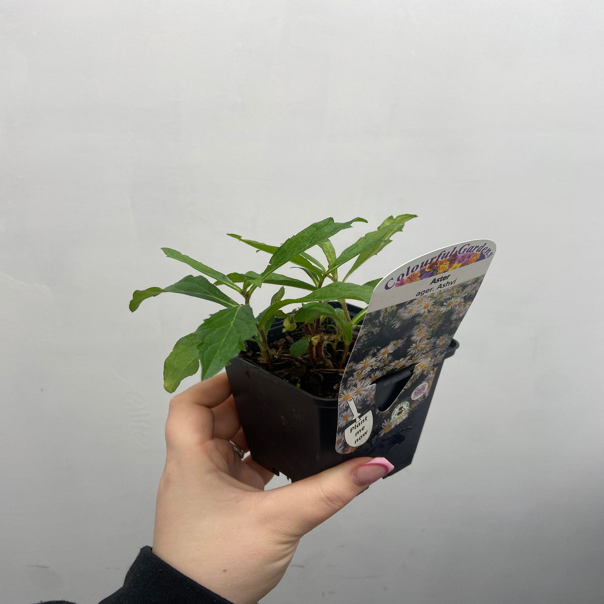 A hand holding an Aster ager. Ashvi 9cm in a small black pot with label, ideal for garden borders and butterfly-friendly, shown against a light gray background.