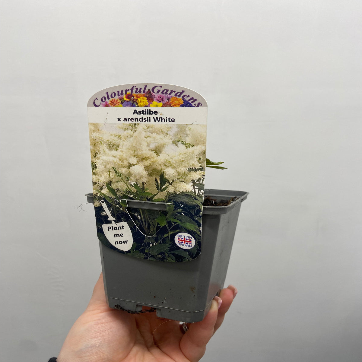 A hand holds an Astilbe arendsii White 9cm/2L from Colourful Gardens, showing fluffy white flowers and a &quot;Plant me now&quot; tag—an ideal perennial for shady gardens.