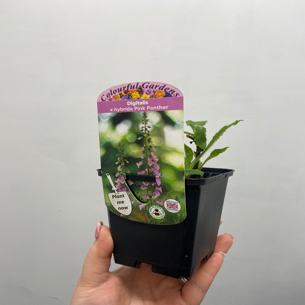 Digitalis &#39;Pink Panther&#39; Foxglove (Two Sizes Available)