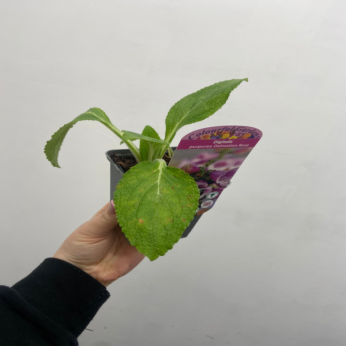 A hand holds a small potted plant with green leaves. A label shows purple flowers and reads Digitalis purpurea &#39;Dalmation Rose&#39;, available in 9cm, 1.5L, or 3L pots. The background is plain white.