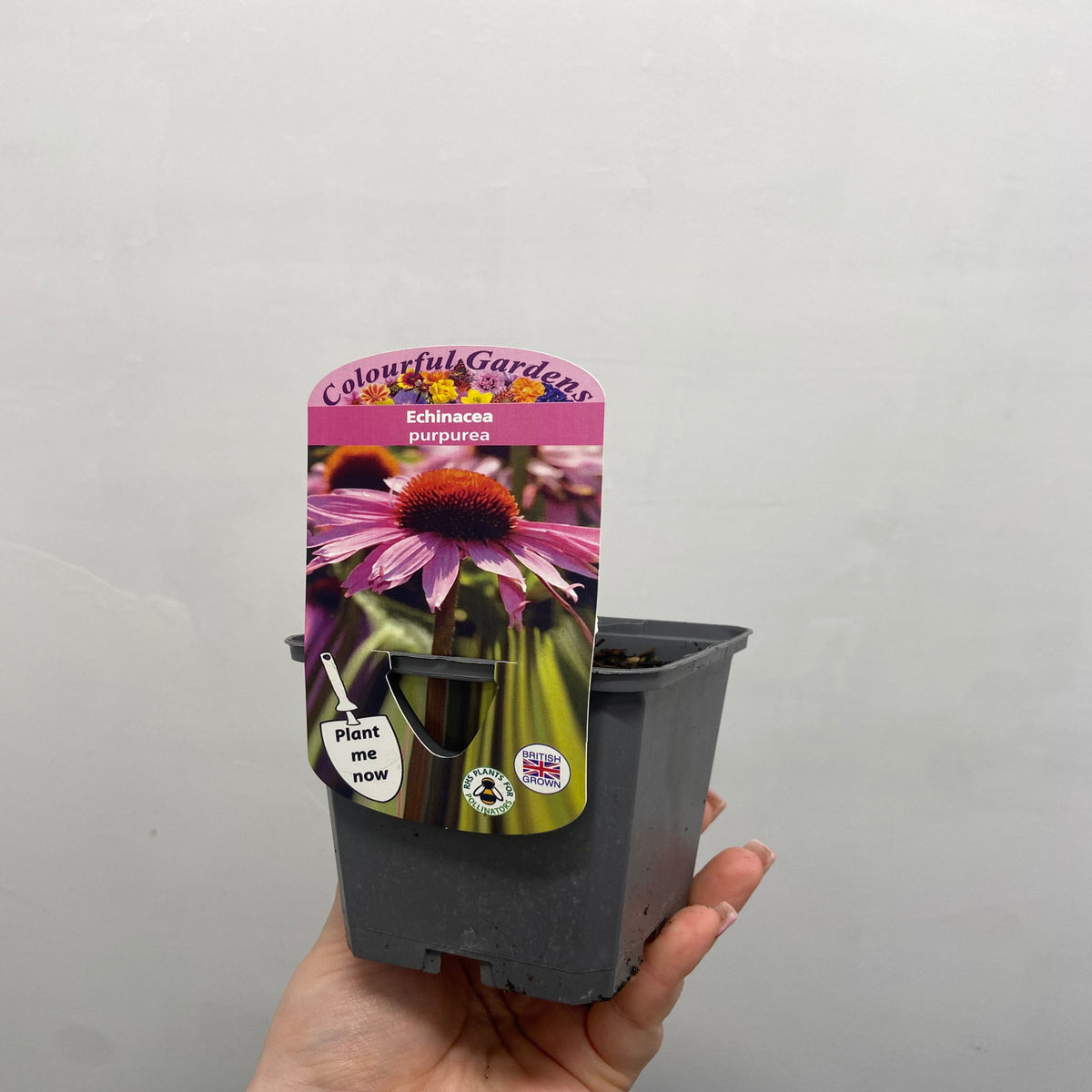 Echinacea purpurea 9cm / 2L