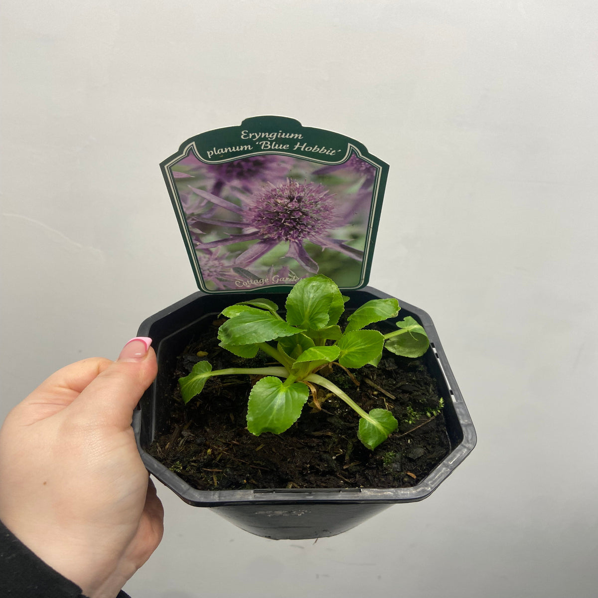 A hand holds a small black pot with a young Eryngium &#39;Blue Hobbit&#39; plant. A label displays a purple flower and the product name: Eryngium &#39;Blue Hobbit&#39; 9cm / 2L, a compact, drought-tolerant perennial.