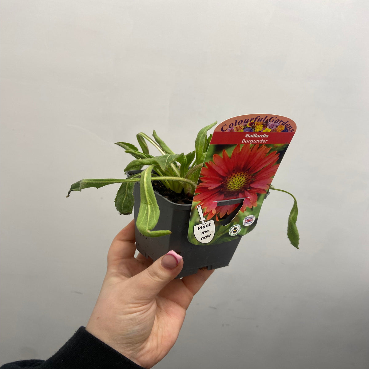 Gaillardia &#39;Burgunder&#39; 9cm Pot