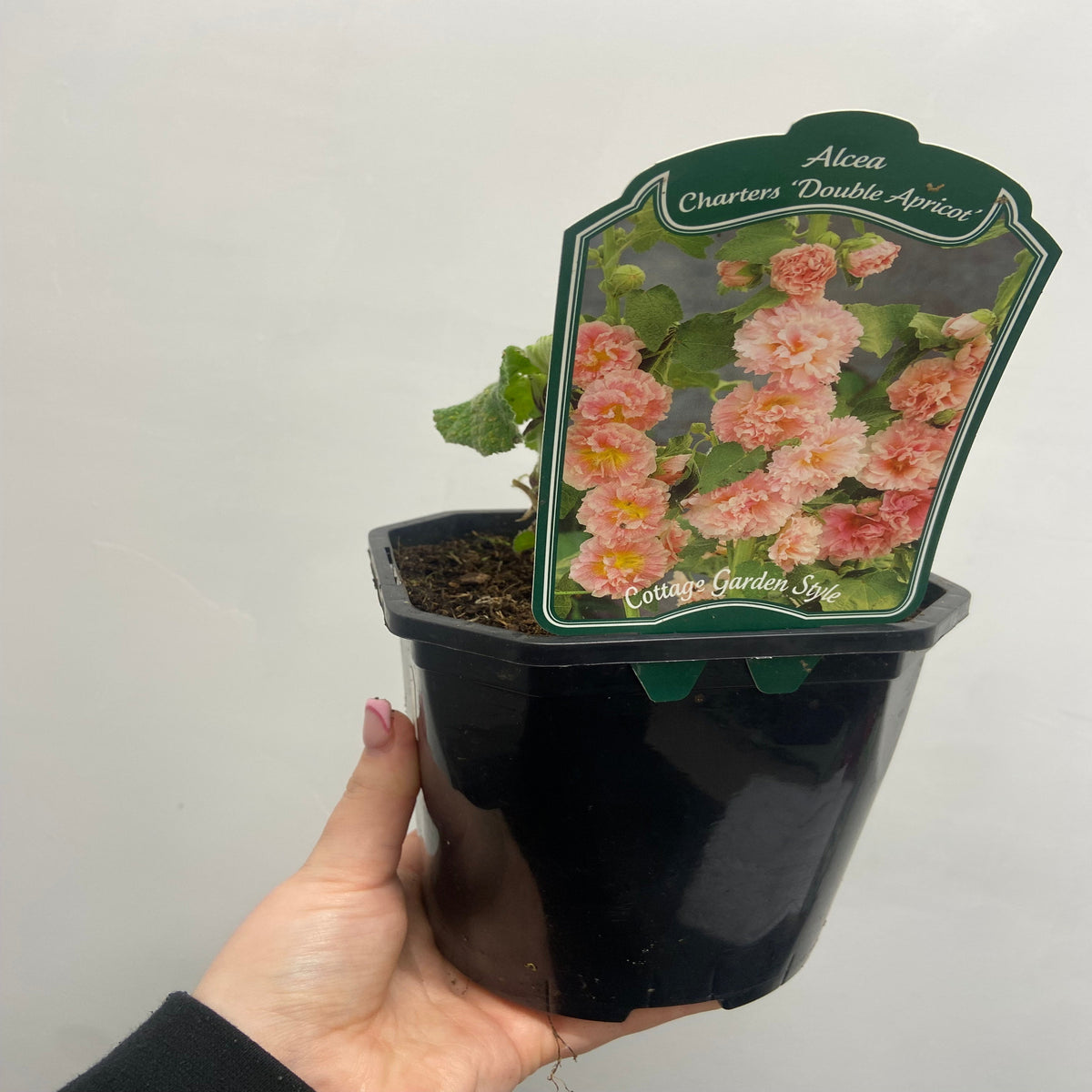 Hollyhock (Alcea) &#39;Chater&#39;s Apricot &#39; 9cm/1.5L/2L