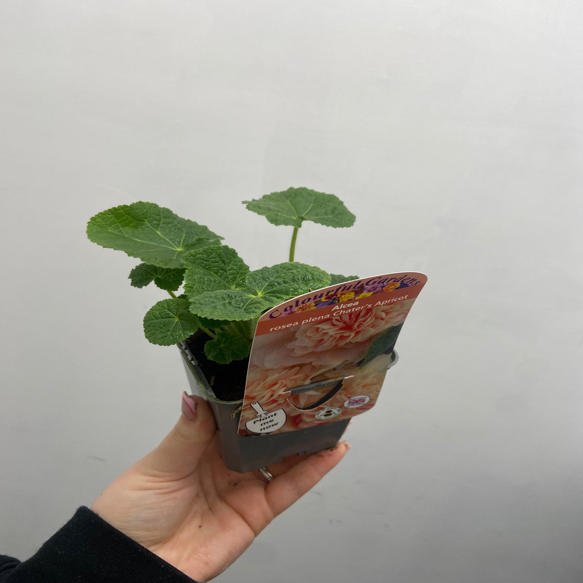 Hollyhock (Alcea) &#39;Chater&#39;s Apricot &#39; 9cm/1.5L/2L