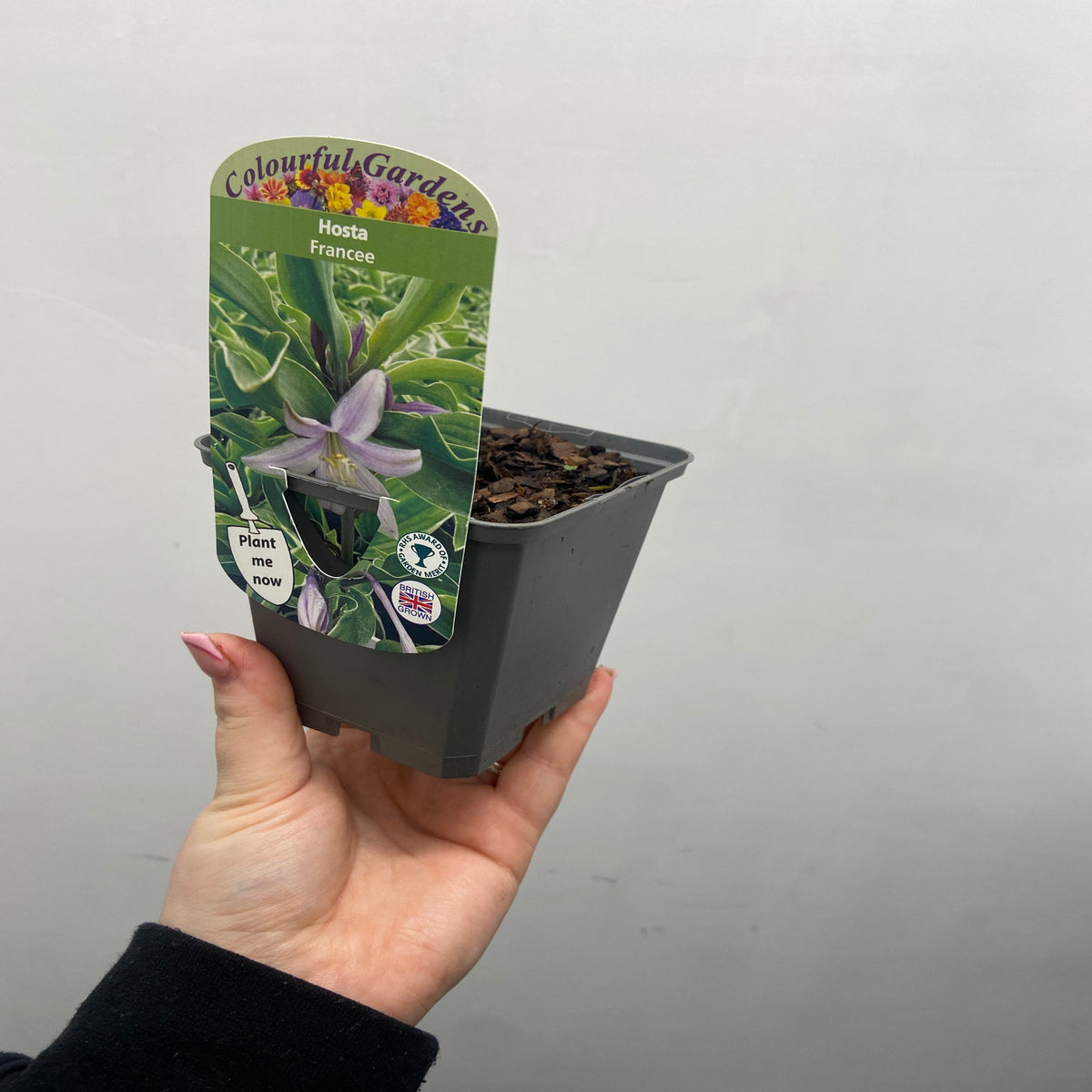 Hosta &#39;Francee&#39; (fortunei) 9cm/2L