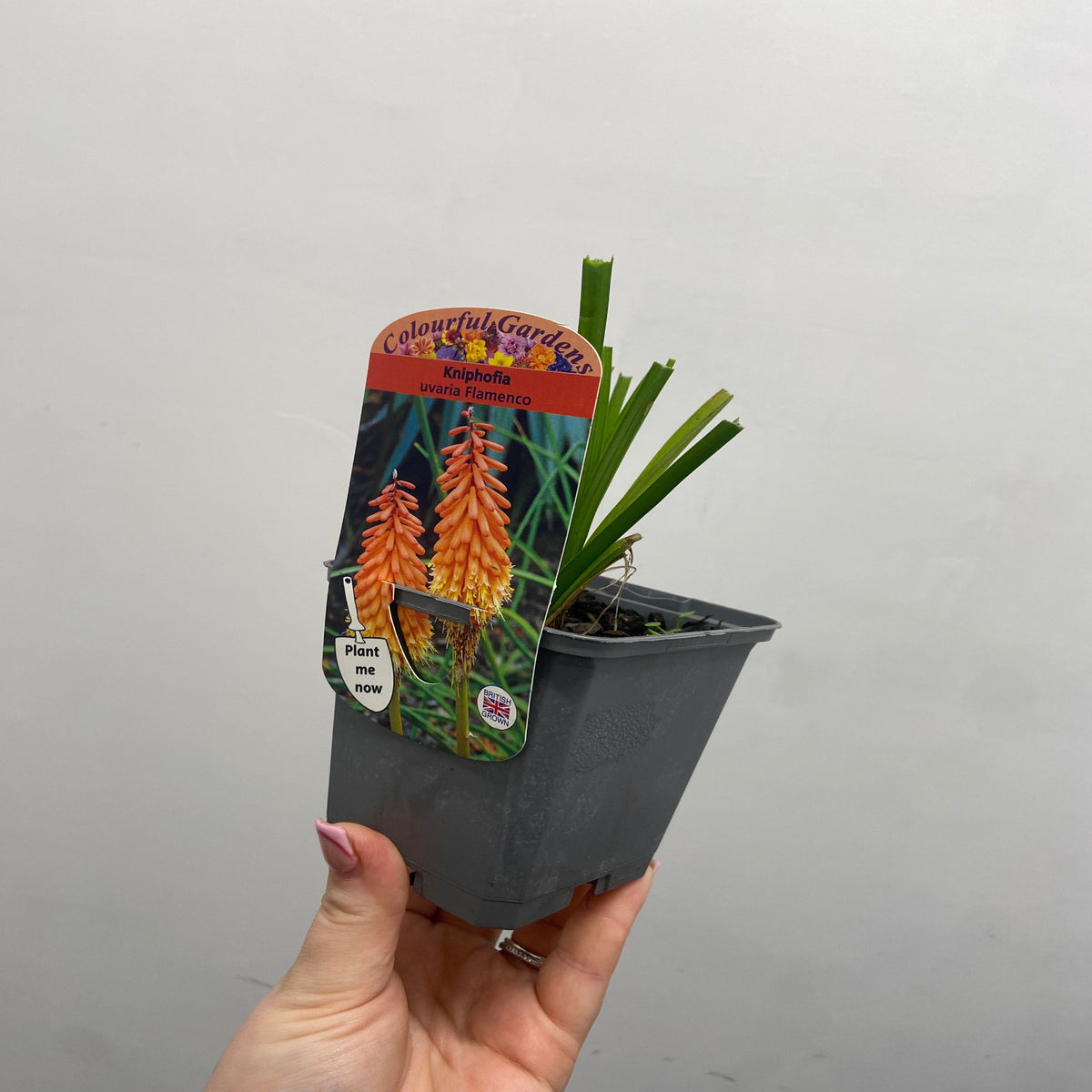 A hand holds a small grey pot with a young Kniphofia uvaria &#39;Flamenco&#39; (Red Hot Poker) 9cm/3L. The tag displays its vivid orange blooms and the label Colourful Garden, Kniphofia uvaria &#39;Flamenco&#39;.