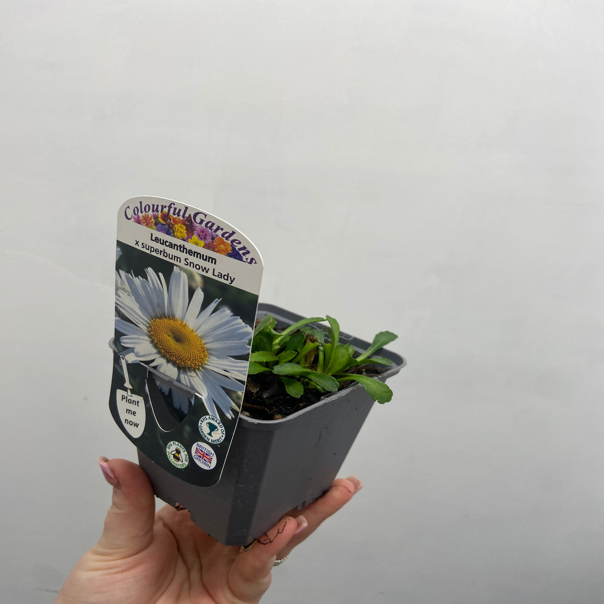 A hand holds a small black growers pot with green seedlings and a label showing Leucanthemum &#39;Snow Lady&#39; 9cm/1.5L, a charming perennial.