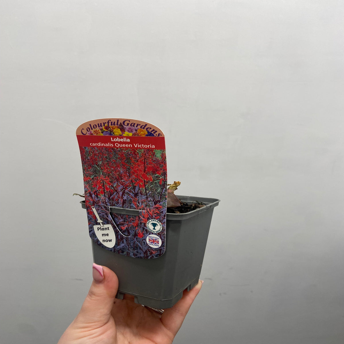A hand holds a Lobelia cardinalis &#39;Queen Victoria&#39; 9cm/1.5L pot, a perennial prized for attracting hummingbirds. The pot contains soil and a plant stub, shown against a plain light gray background.
