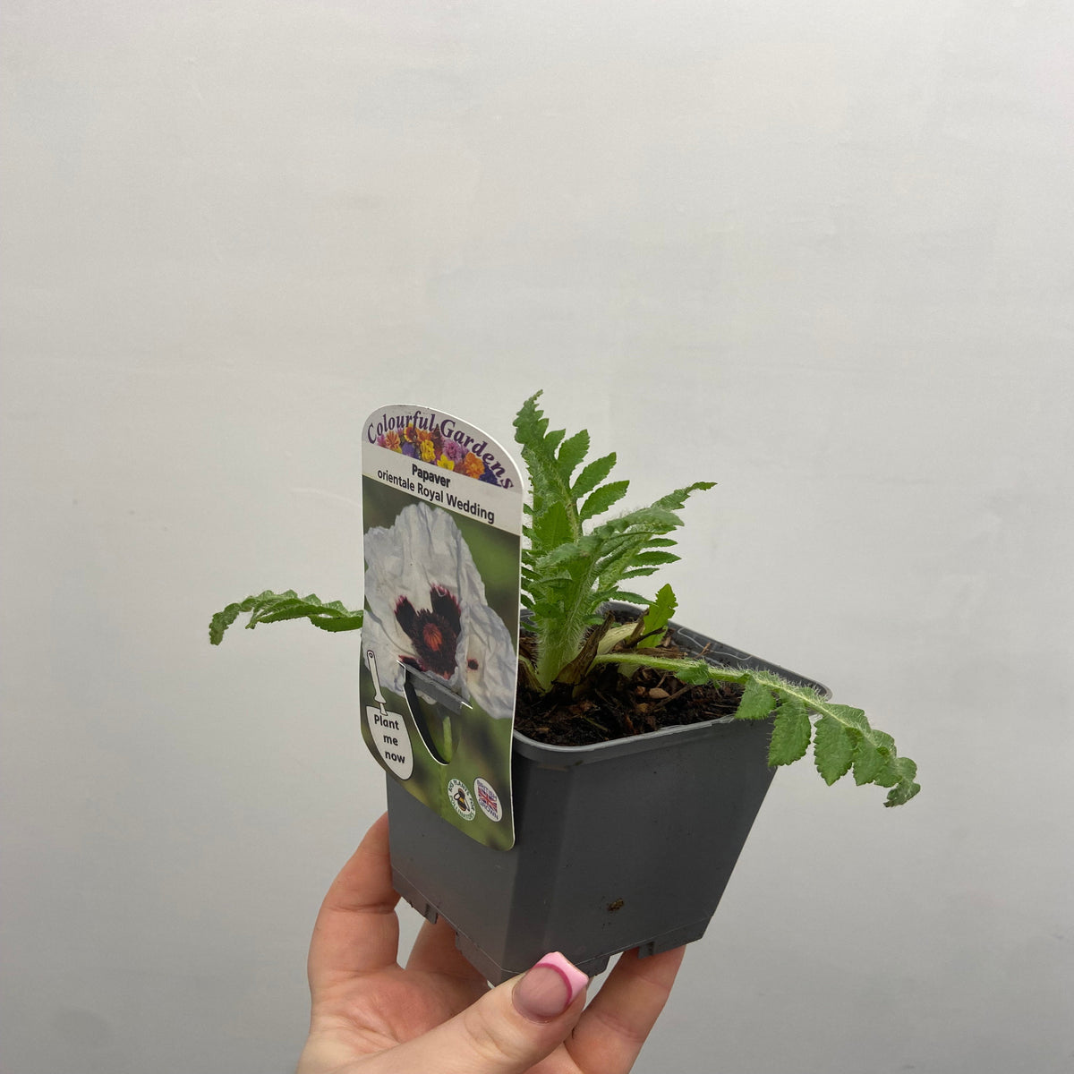 A hand holds a 9cm Papaver orientale &#39;Royal Wedding&#39; Oriental Poppy, a perennial garden plant, in a black plastic pot with a colorful label, against a plain, light-colored wall.
