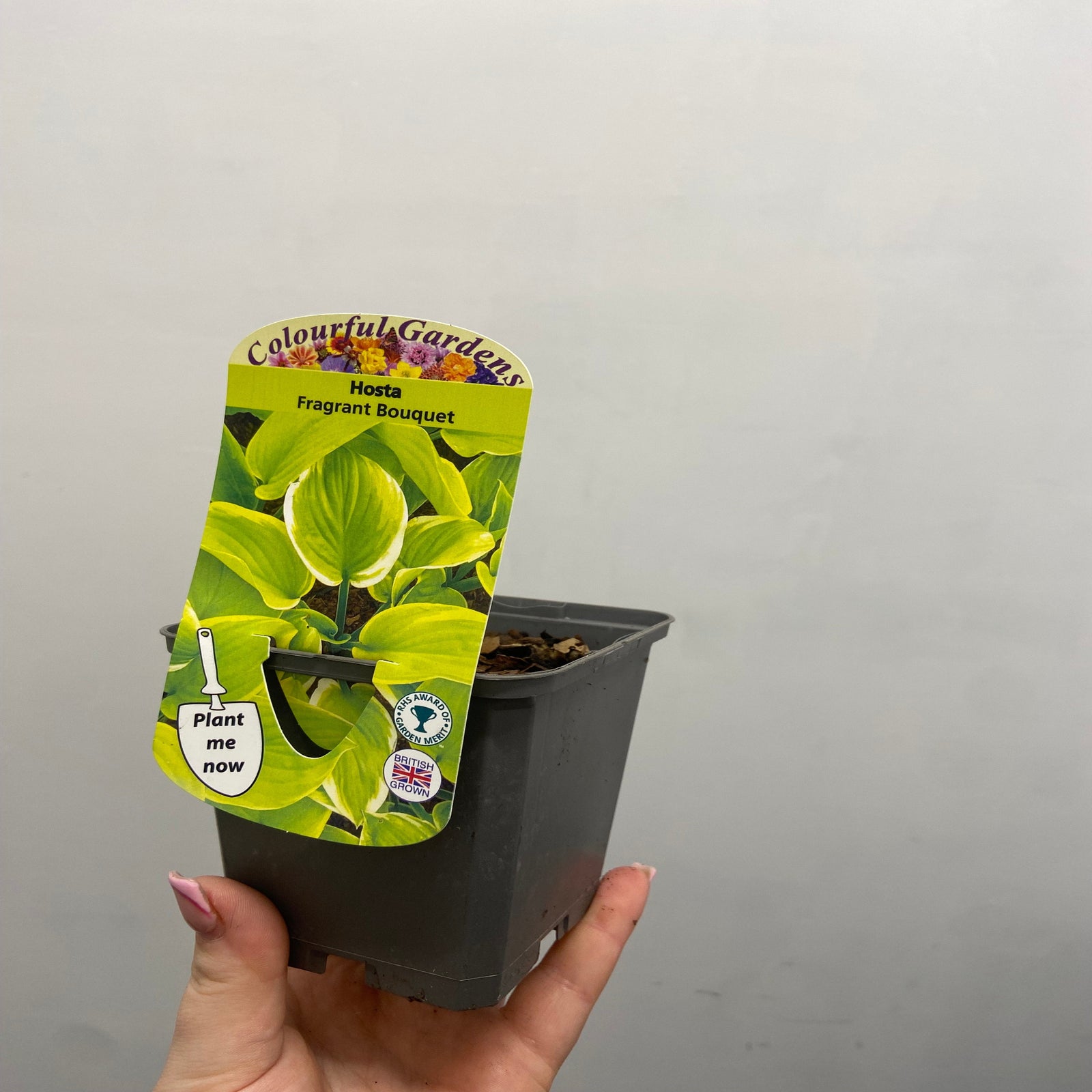 A hand holds a small black pot labeled Colorful Gardens, showing green Hosta 'Fragrant Bouquet' leaves. This fragrant perennial, perfect for shade gardens, is in a 9cm/1.5L size. Tag reads "Plant me now" with a gardening logo.