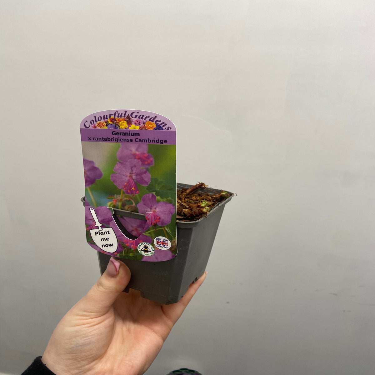 A hand holds a Geranium x cantabrigiense Cambridge 9cm / 2L from Colourful Gardens, featuring a label with pink flowers and a “Plant me now” tag—an ideal hardy ground cover.