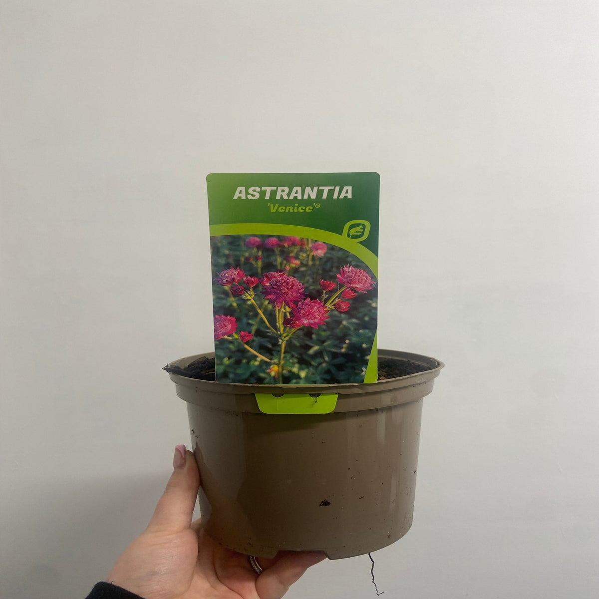 A hand holds a brown plastic 2L pot with a green label for Astrantia major &#39;Venice&#39;, showing vibrant pink flower images—a stunning herbaceous perennial ideal for cottage gardens—against a plain white background.