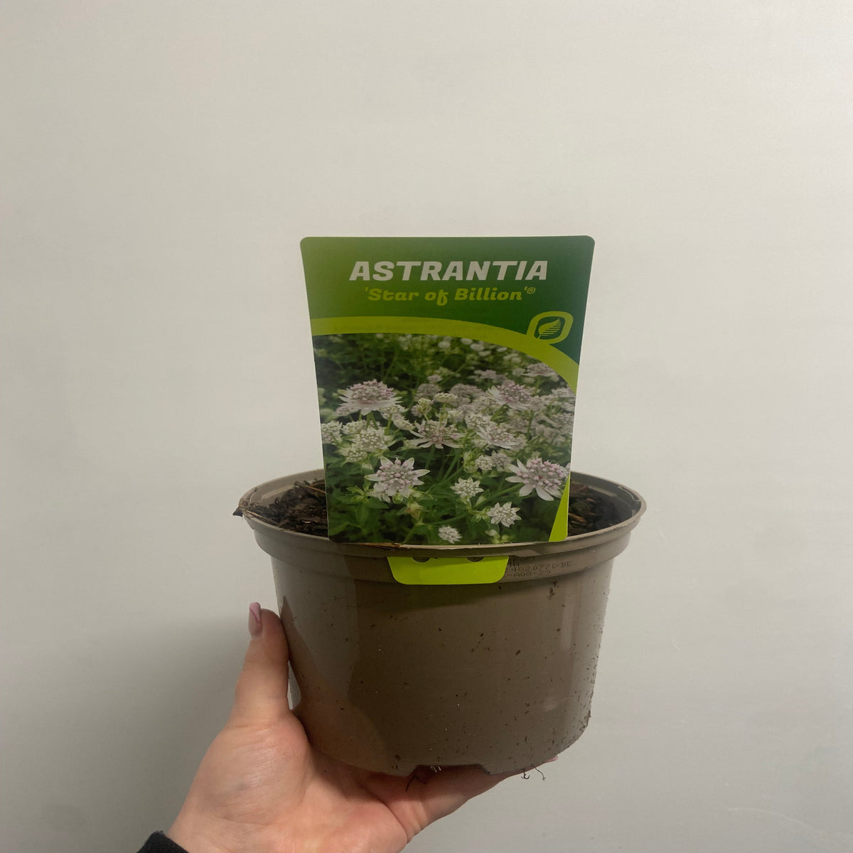 Astrantia &#39;Star of Billion&#39; 2L