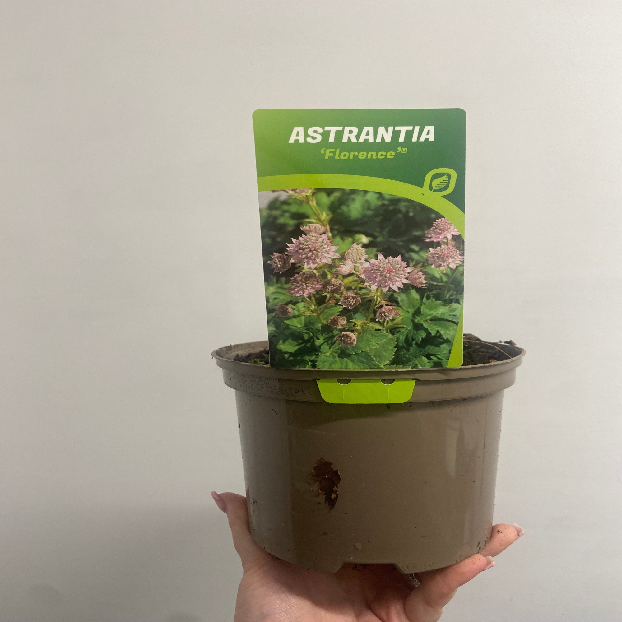 Astrantia 'Florence'  2L