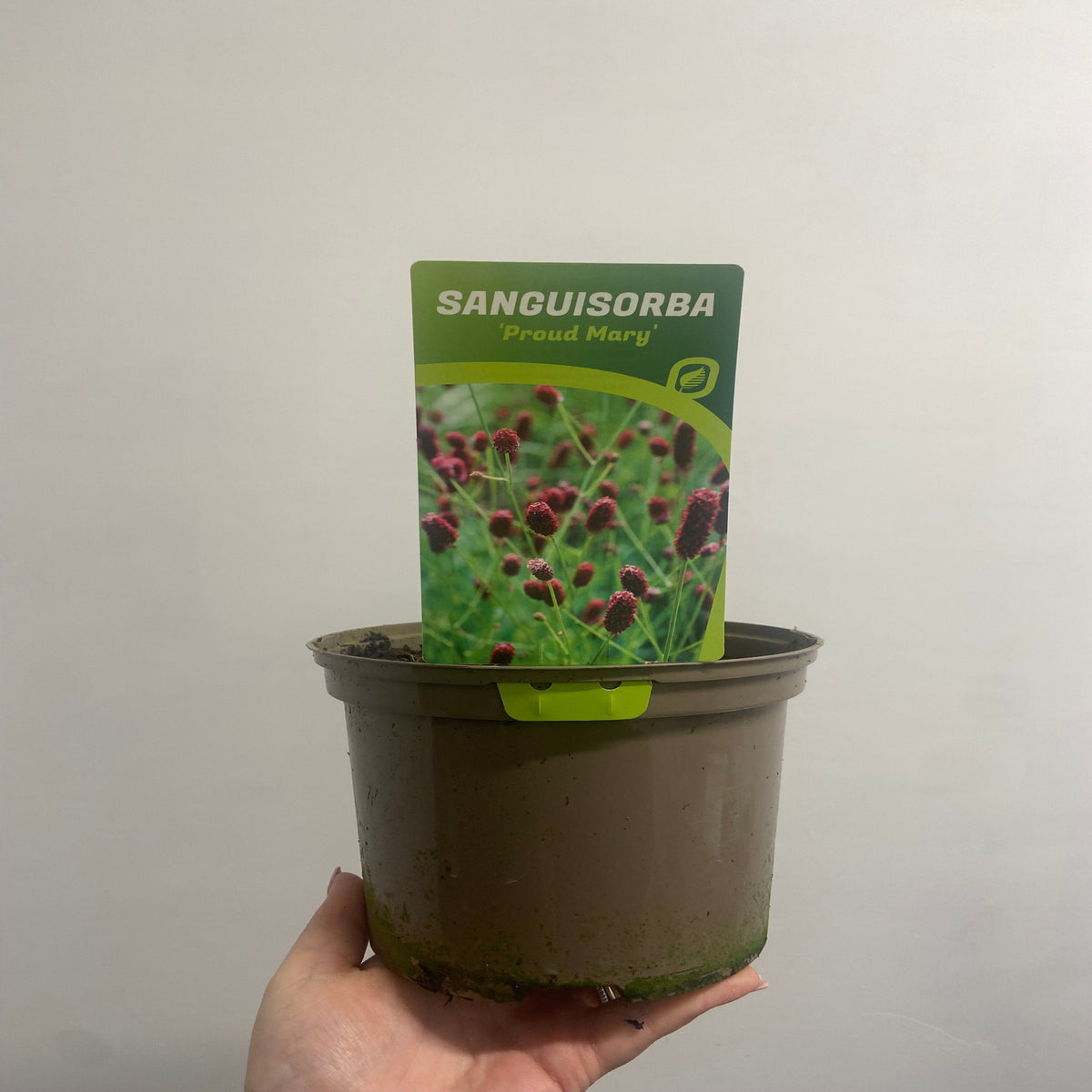 A hand holds a brown plastic pot labeled &quot;Sanguisorba Proud Mary 2L,&quot; a perennial known for its striking pink flower spikes, against a plain light background.